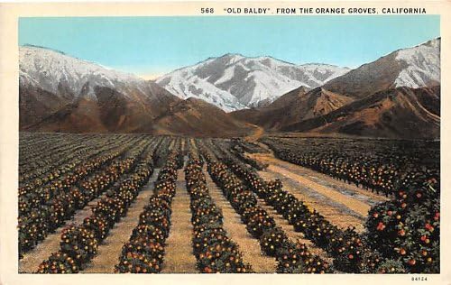 Пощенска картичка с Портокалови горички, Калифорния
